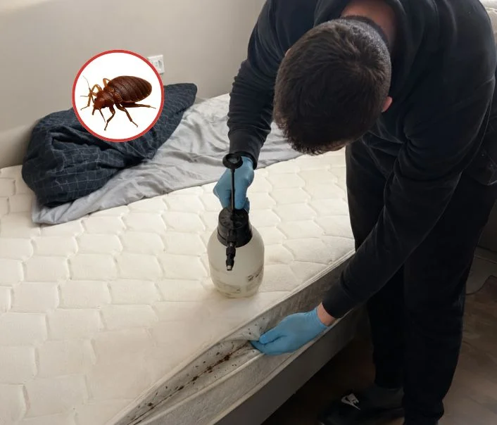 Technicien traitant un matelas contre les punaises de lit à Égly